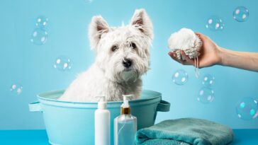 How to Groom your Dog at Home