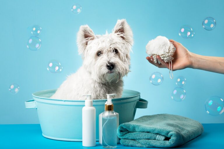 DIY Dog grooming tips: How to Groom your Dog at Home